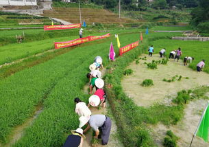 黨建引領(lǐng) 發(fā)展產(chǎn)業(yè)促脫貧 農(nóng)業(yè)種植技術(shù)開(kāi)發(fā)的路徑與實(shí)踐