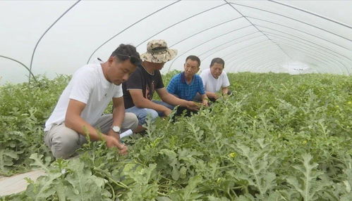 發展優質瓜菜種植與技術創新，開拓農業增效與農民增收新路徑
