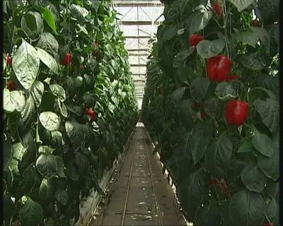 《首都經濟報道》 甜椒工廠產量翻番，北京蔬菜工廠化生產實現新突破