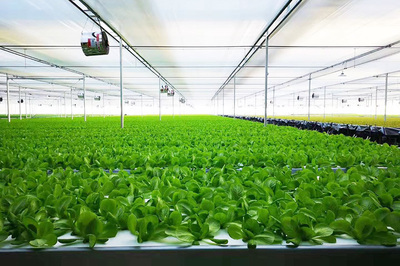綠菱科技攜手恒熱集團，共繪農業種植技術新藍圖
