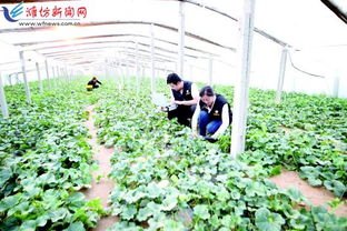 科技賦能，種植先行 以現代農業技術開發助推鄉村振興