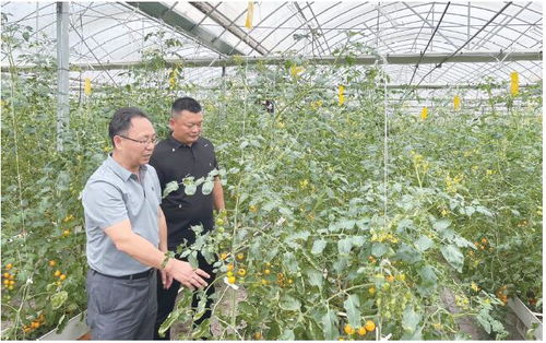 技術(shù)培訓(xùn)進大棚 蔬菜基地變課堂