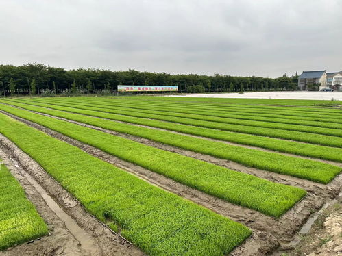 農(nóng)業(yè)社會化服務(wù) 破解“誰來種地、如何種好地”難題，驅(qū)動種植技術(shù)革新