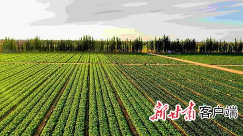 金昌 寒旱種植 規模興農